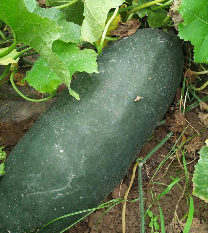 Mojiang Hybrid Black Skin White Gourd Seeds Chinese Watermelon Seeds ...