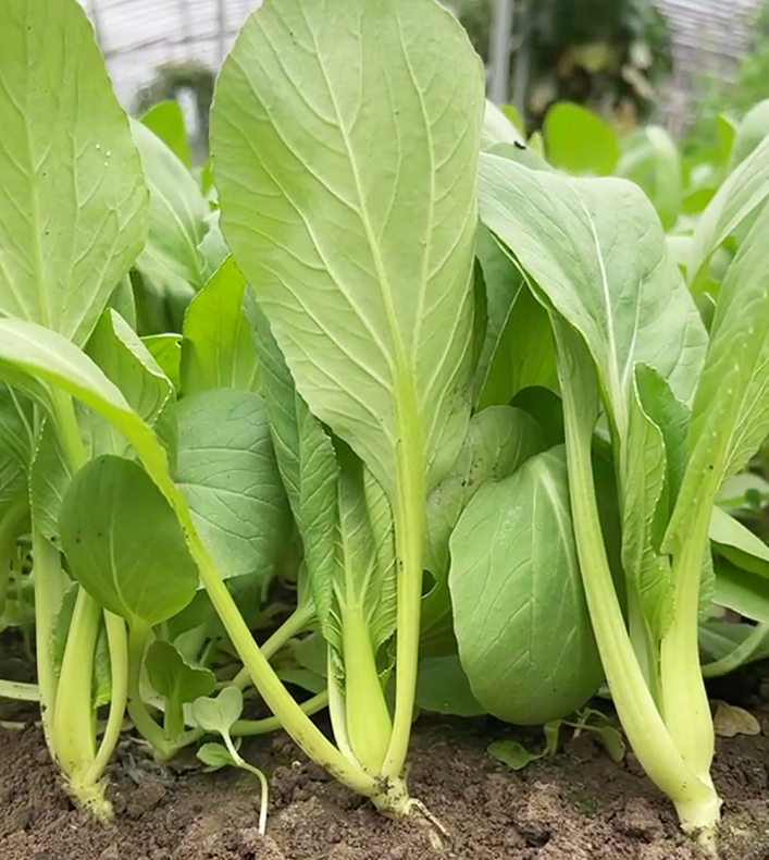 Shanghai Chicken feather Small green vegetable seeds