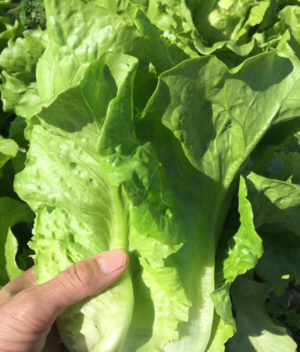 Italian lettuce
