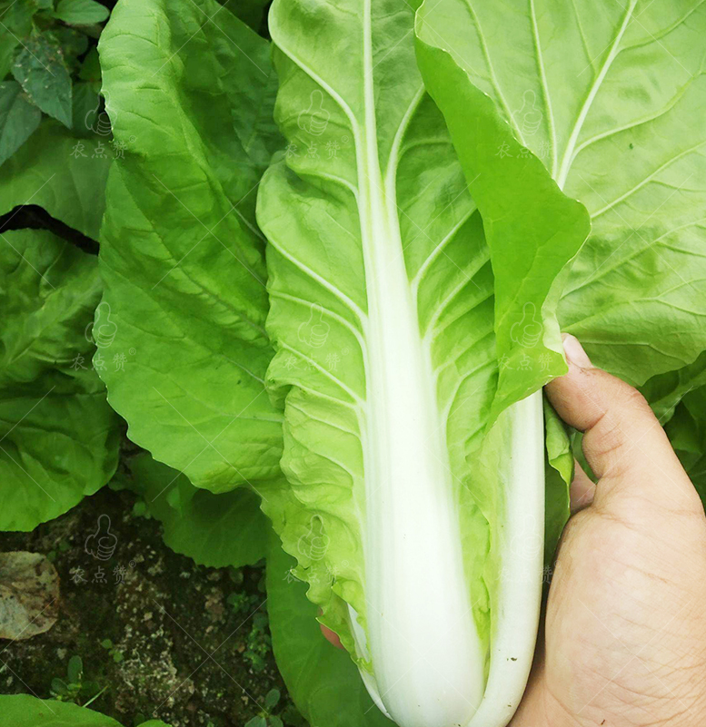 Four Seasons Golden Cabbage