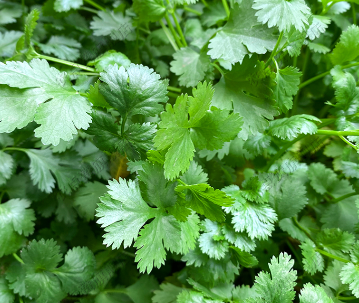 Thai heat-resistant coriander