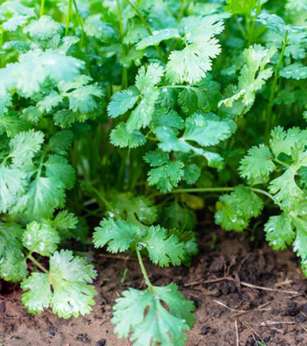 Thai heat-resistant coriander