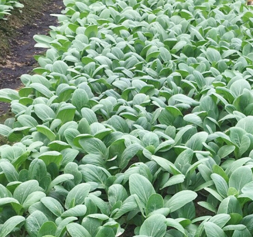 Shanghai Green