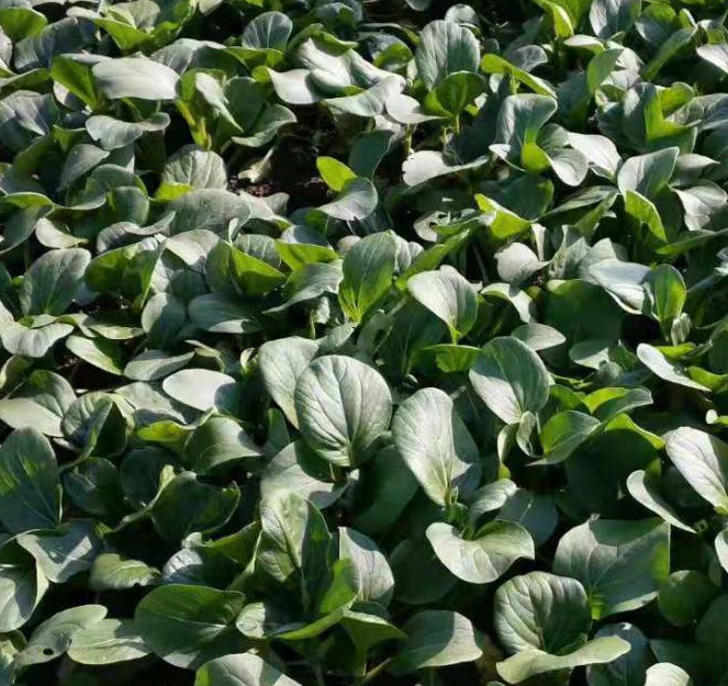 Black oil crown Cole Rape Seeds Chinese Vegetable Seeds
