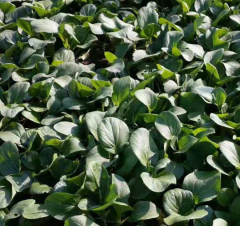 Black oil crown Cole Rape Seeds Chinese Vegetable Seeds