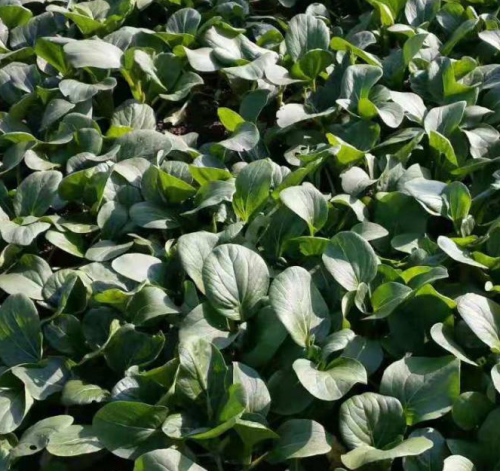 Black oil crown Cole Rape Seeds Chinese Vegetable Seeds