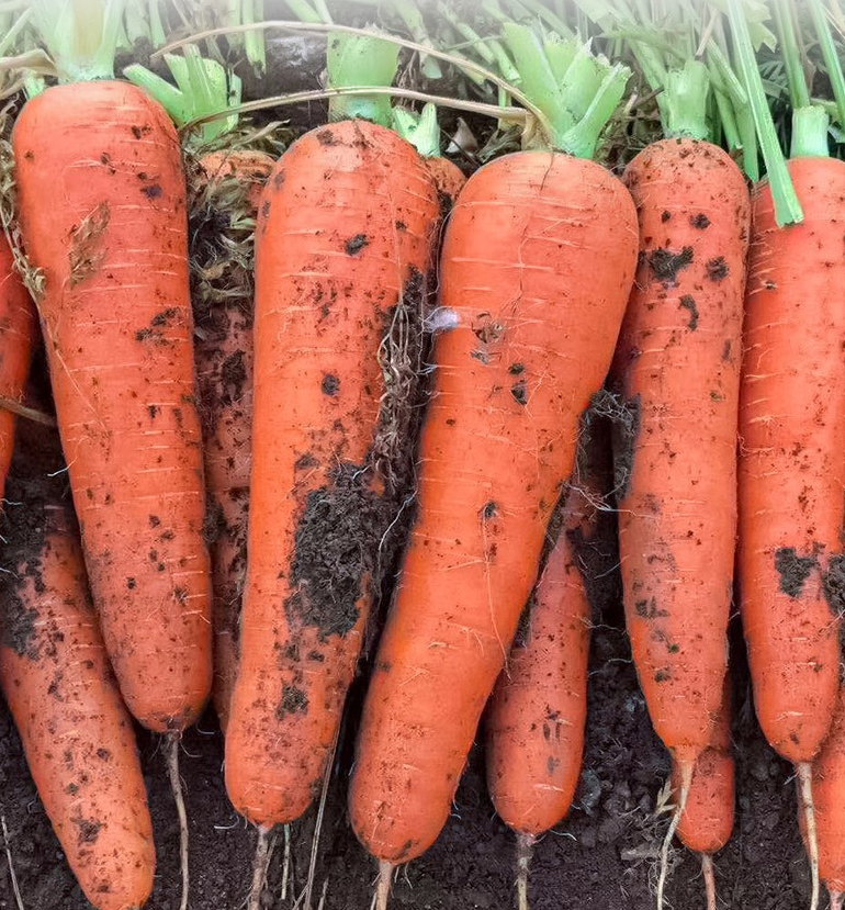 Carrot Seed High Quality Hybrid Carrot Seeds