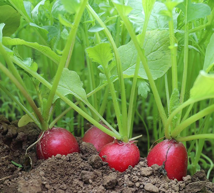 High Yield Cherry Radish Seeds