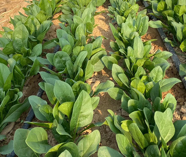 Slender leaf Spinach seeds