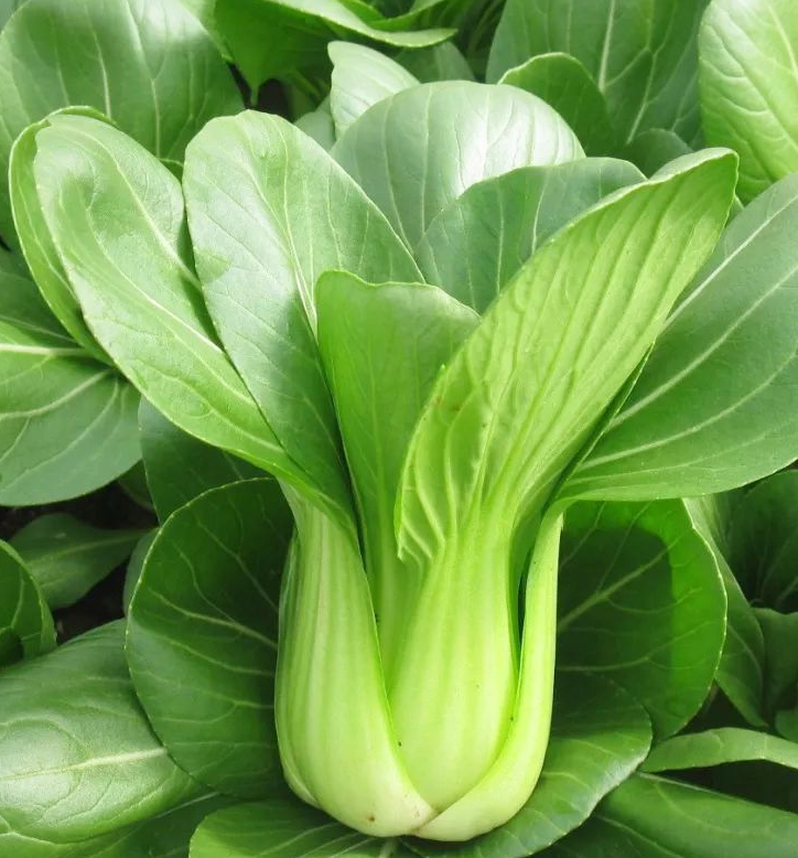 Shanghai Green Small green vegetables seeds