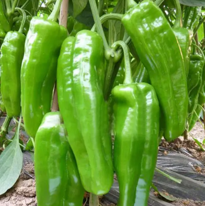 Extra large horn pepper