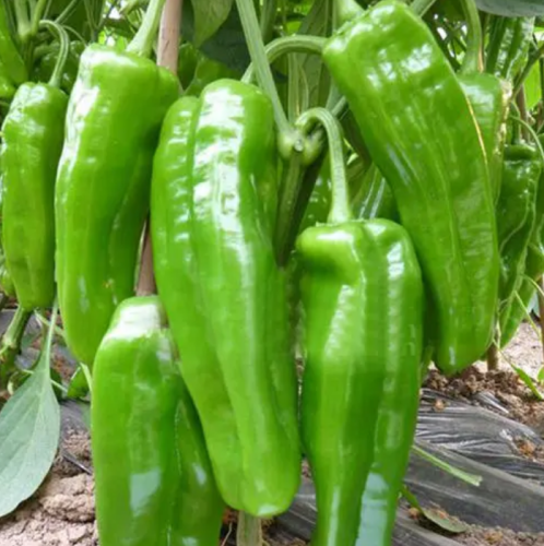 Extra large horn pepper