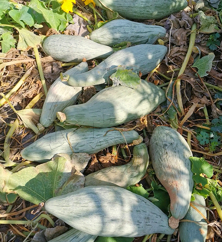 High Yield and Disease Resistance Noble Pumpkin Seeds