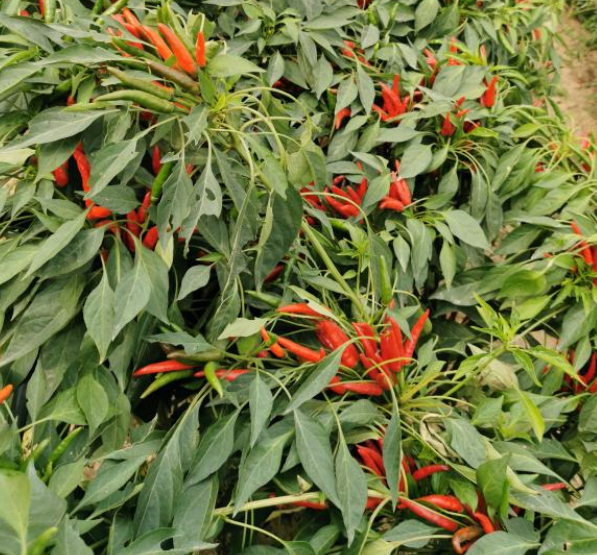 Hybrid Hot Upright Pepper Seeds Vegetable Seeds