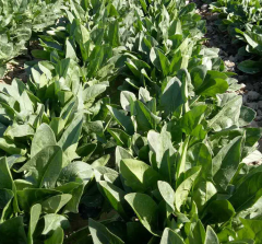 Korean Super Spinach