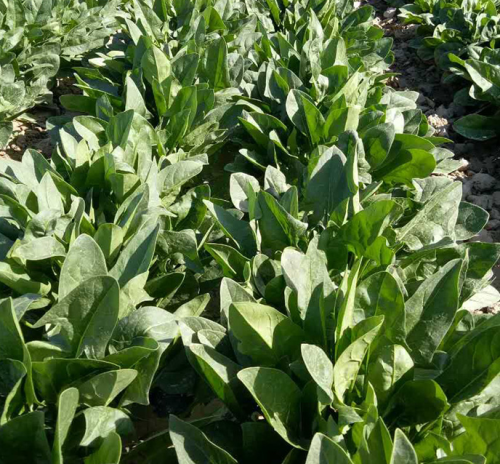 Korean Super Spinach