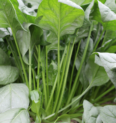 Slender leaf Spinach seeds