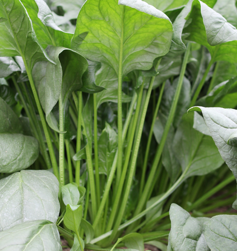 Slender leaf Spinach seeds