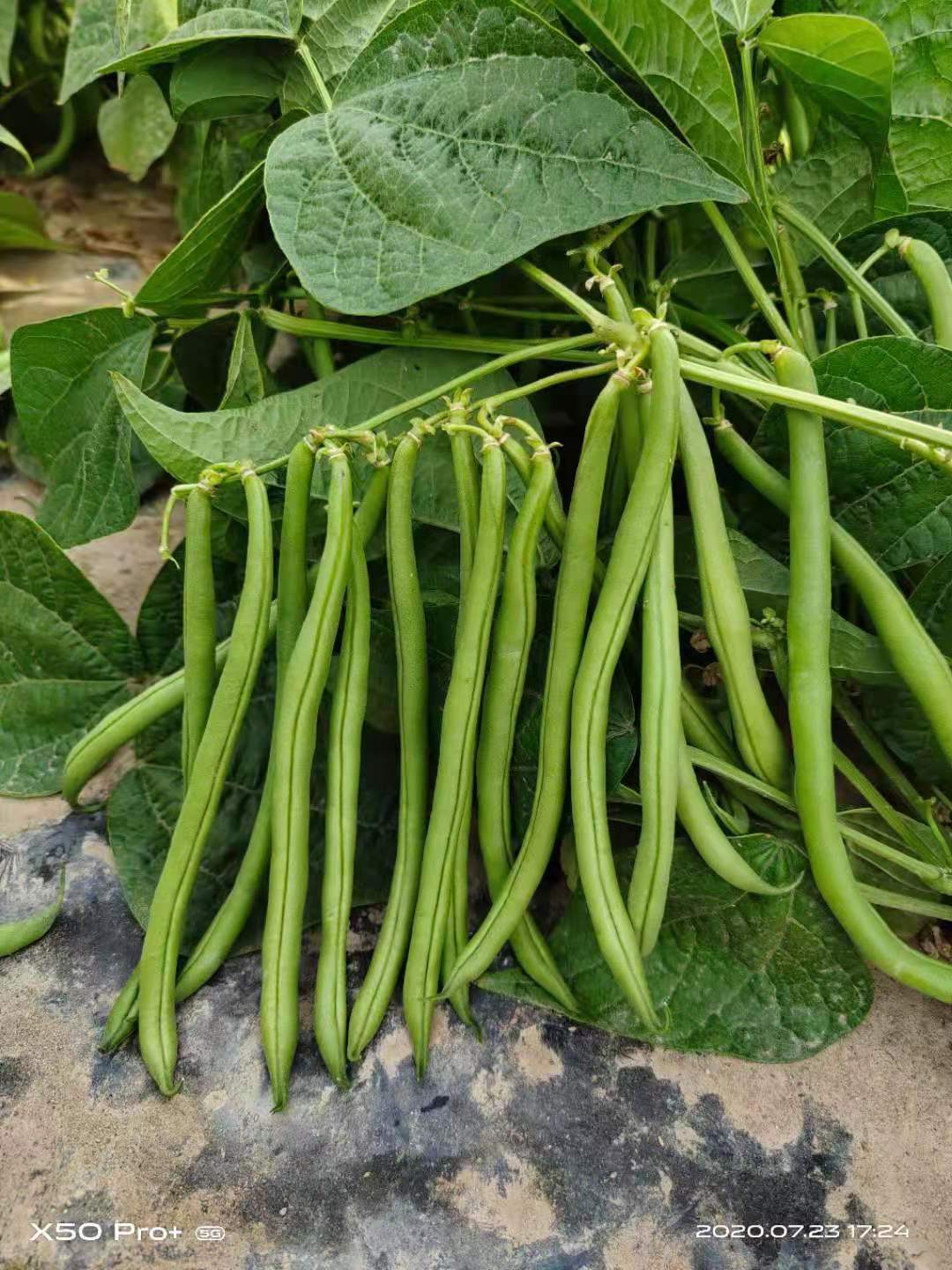 Early Maturity High Yield Short Bean Seeds