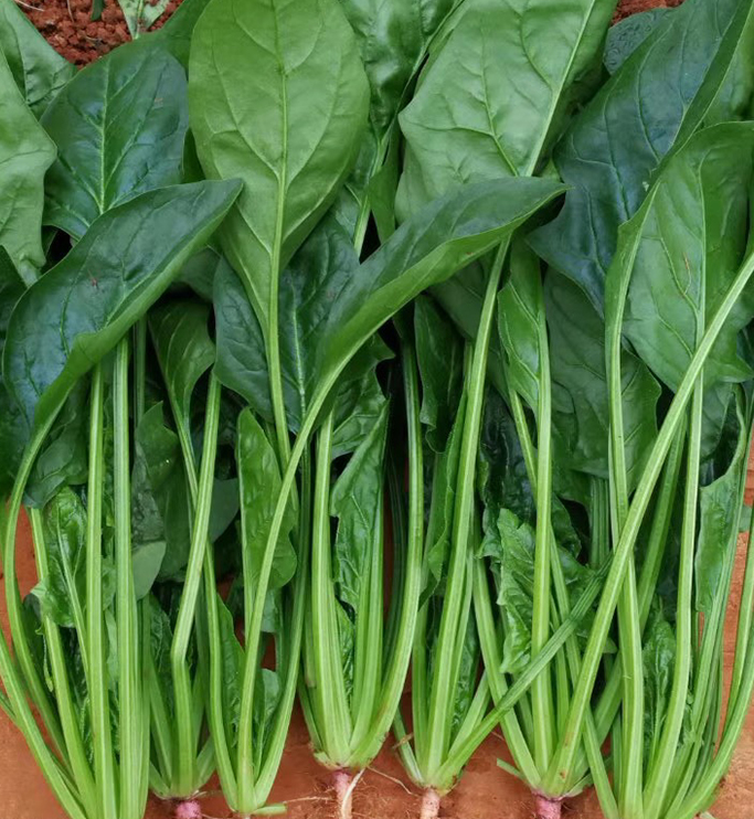 Slender leaf Spinach seeds