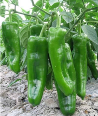 Extra large horn pepper