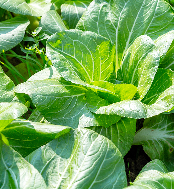 Shanghai Green Small green vegetables seeds