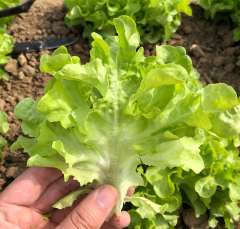 Italian lettuce