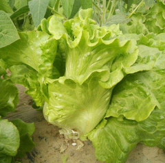 Italian lettuce