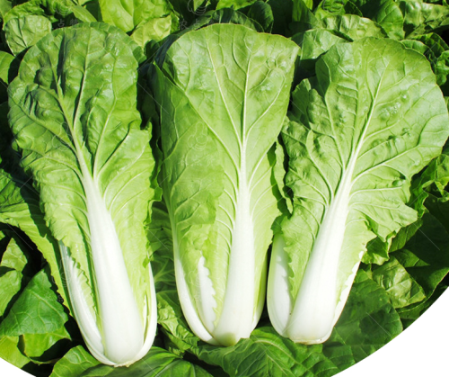 Four Seasons Golden Cabbage