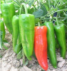 Extra large horn pepper