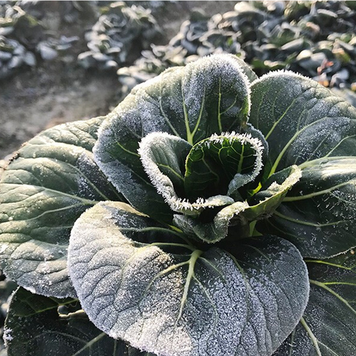 Black oil crown Cole Rape Seeds Chinese Vegetable Seeds