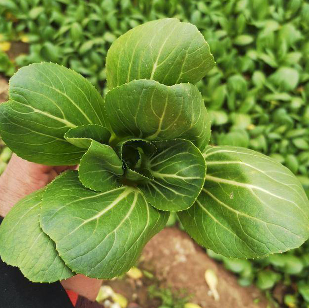 Dwarf Cole Rape Seeds Chinese Vegetable Seeds