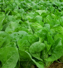 Four Seasons Golden Cabbage