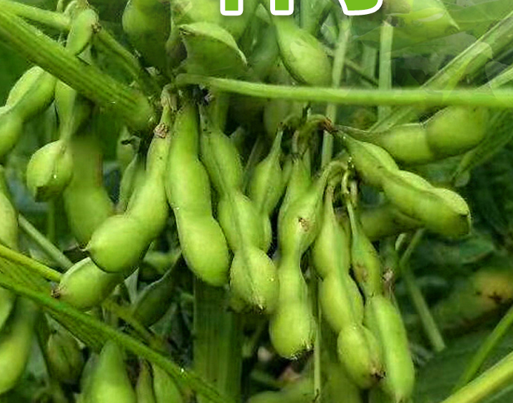 Early Maturing and High Yield Soybean Green Soy Bean Seeds