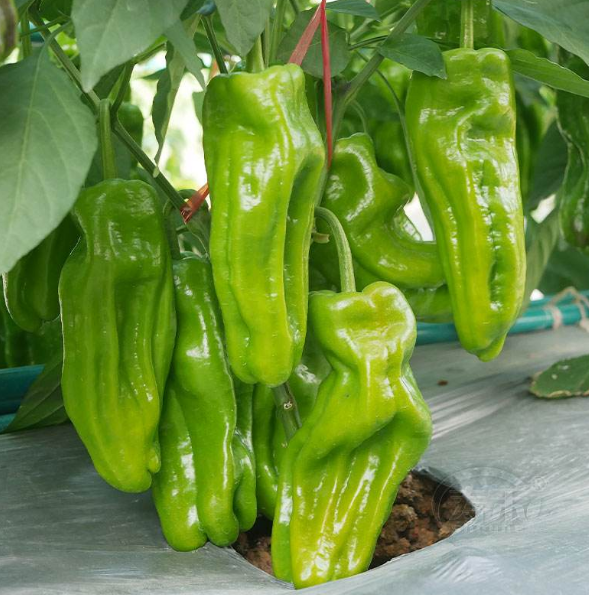 Early Maturity Hybrid Thin Skin Pickled Pepper Seeds