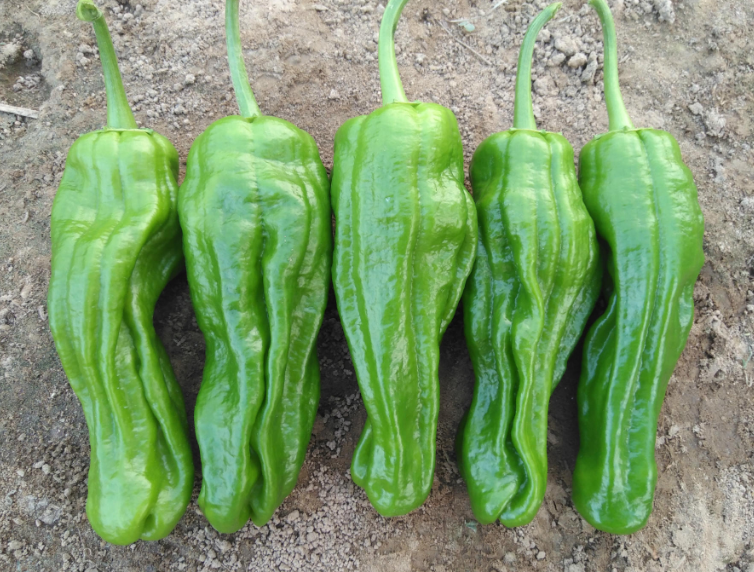 Early Maturity Hybrid Thin Skin Pickled Pepper Seeds