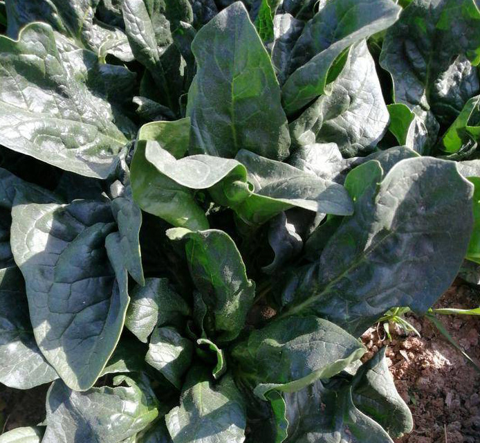 Korean Super Spinach