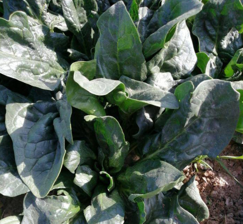 Korean Super Spinach