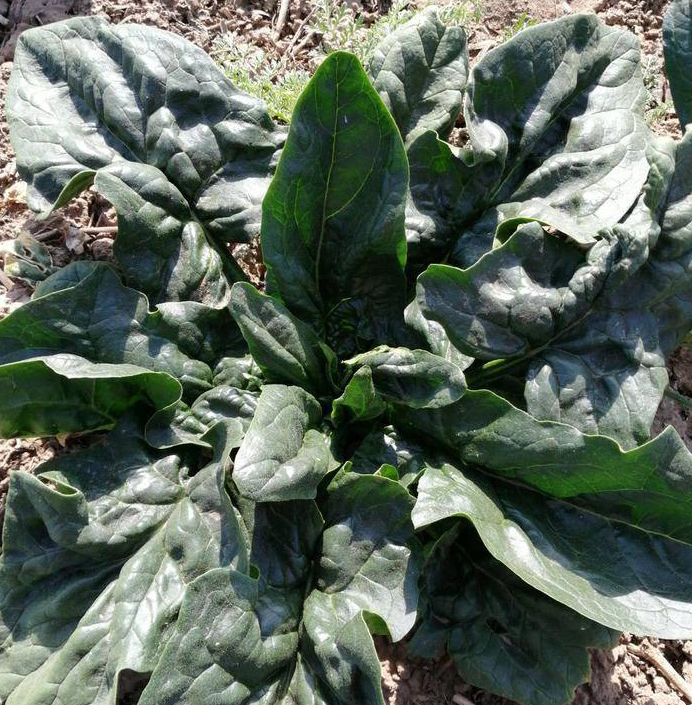 Korean Super Spinach