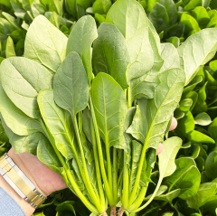 Slender leaf Spinach seeds