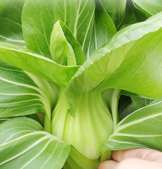 Shanghai Green