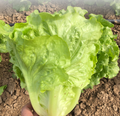 Italian lettuce
