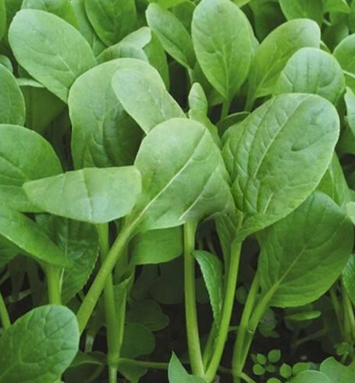 Shanghai Chicken feather Small green vegetable seeds