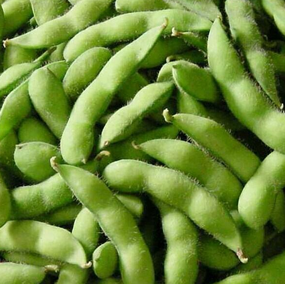 Early Maturing and High Yield Soybean Green Soy Bean Seeds