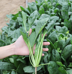 Slender leaf Spinach seeds