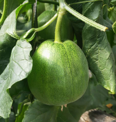 Huatiancui 005 Super sweet Genuine Emerald thin skinned sweet crisp melon seed