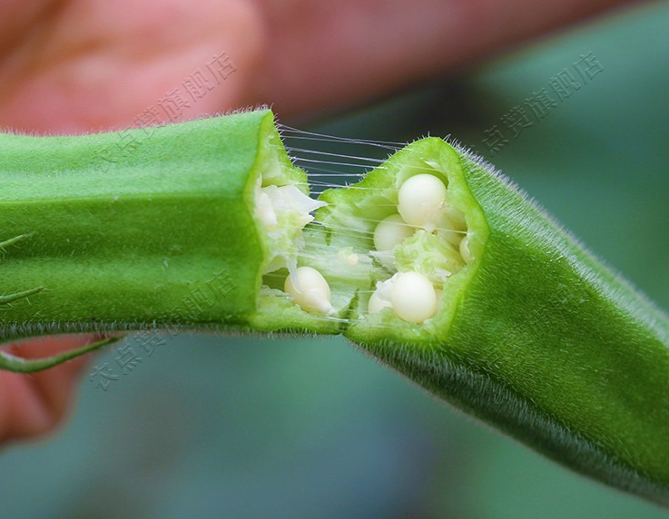 Huang Qiu Kui Early Maturity and High Yield Okra Seeds for Planting