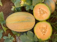 Oval Stripe Hybrid Melon Seeds