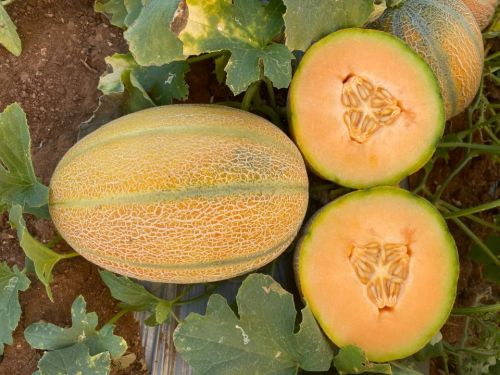 Oval Stripe Hybrid Melon Seeds