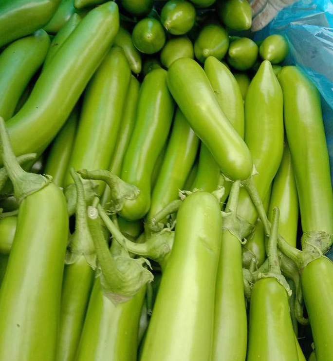 Biguan F1 Green Long Eggplant
